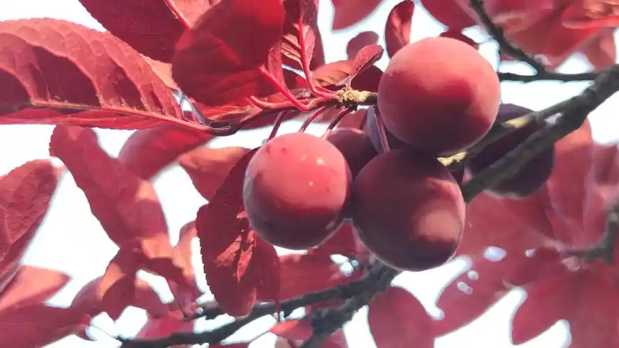 美人梅的果子首次见