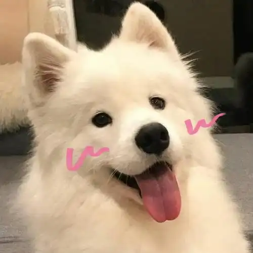 可以把手机里最可爱的狗狗头像砸给我吗06