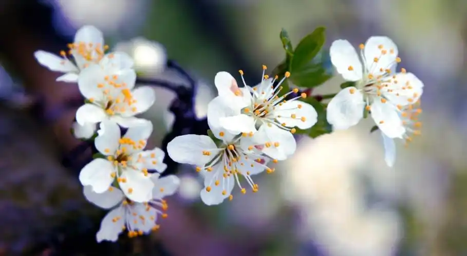 大孤山杏花一日游