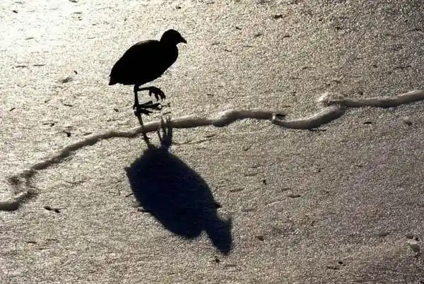 关于影子的句子带图片