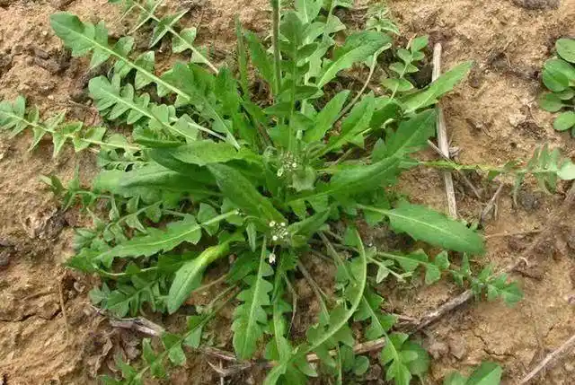 青未了春天里挖荠菜