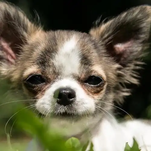好看的狗狗头像高清吉娃娃犬太萌了