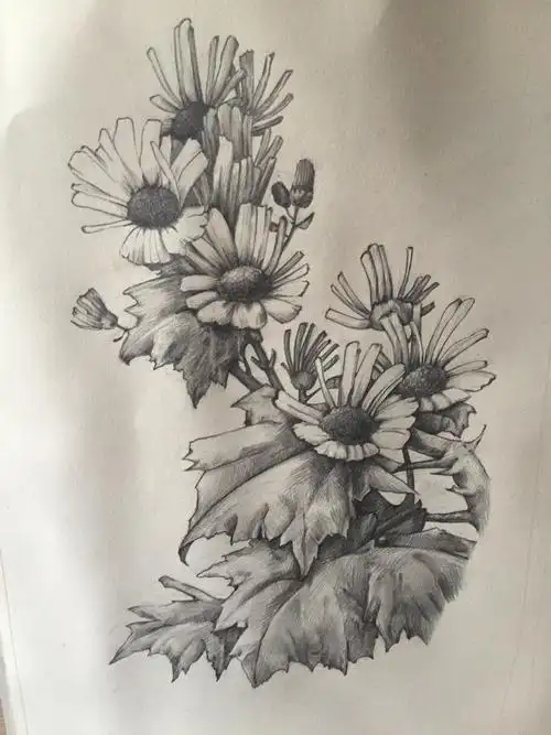 手绘素描花卉教程菊花黑白画