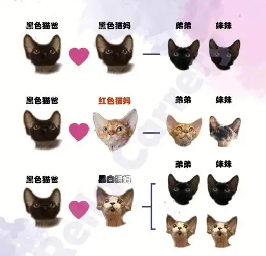 德文卷毛猫配色科普