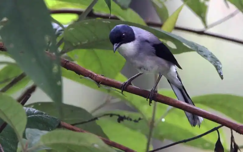 p>黑头奇鹛( i>heterophasia melanoleuca /i>)是噪眉科,奇鹛属型