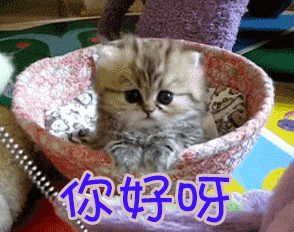你好呀gif你好gif猫gif