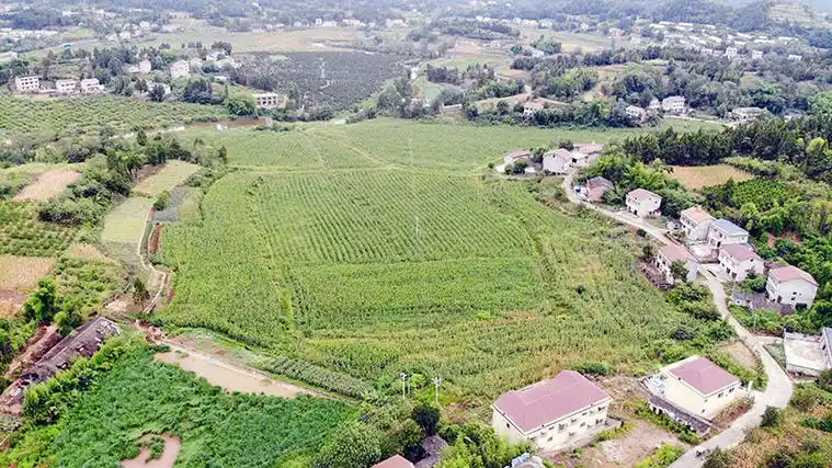 安岳永顺镇发展种养产业助力乡村振兴
