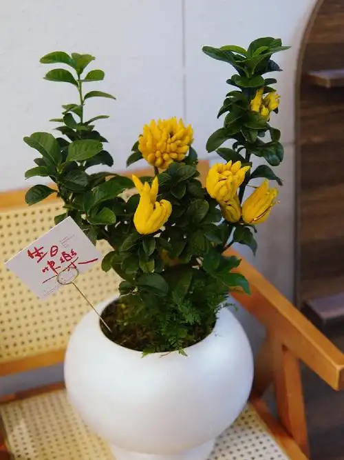 佛手盆栽00