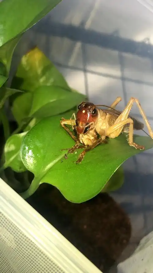 新羽化的公简蟋螽吃饭 之前一直装萌萌需