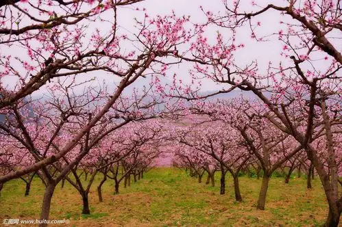 桃花树上桃花开!