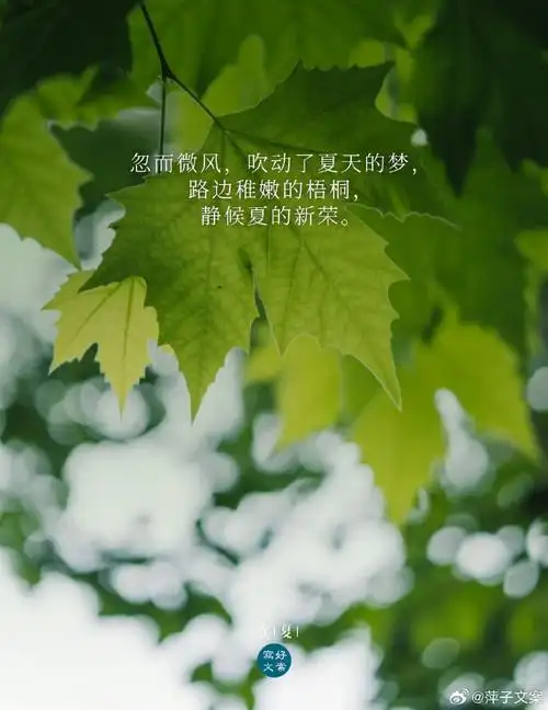 背景 壁纸 花 绿色 绿叶 树叶 植物 桌面 690_894 竖版 竖屏 手机