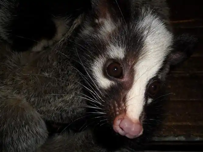 p data-id="gnbldpu426">白鼻心是果子狸的别称,又叫做白鼻狗,花面