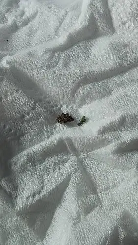 各大网友你们知不知道这是什么虫子的卵,知道的告诉我一下,因为家里