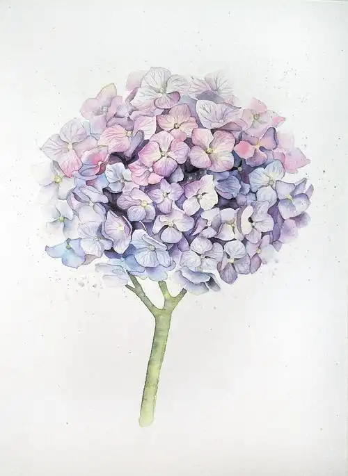 夏◢绣球花 水彩画 写生