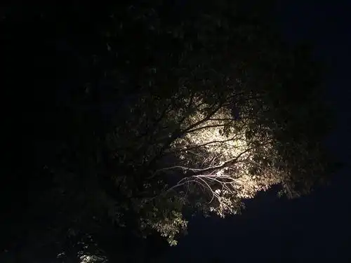 夜晚的树,树上的灯,灯里的梦