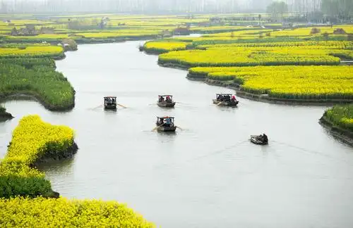 2019年3月21日,游客在江苏泰州兴化千垛菜花风景区乘船游览(无人机