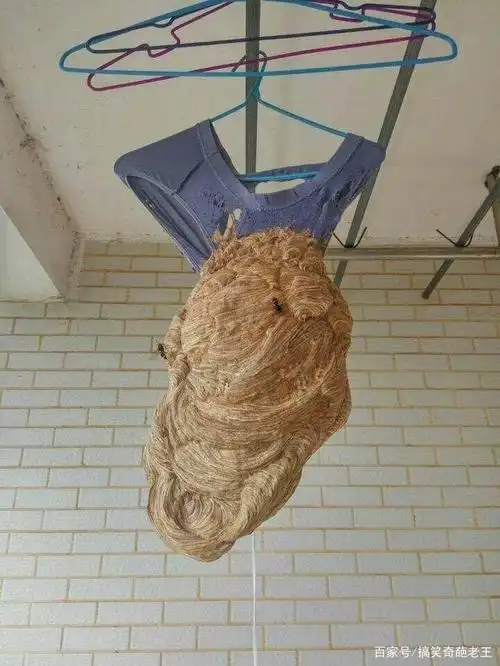 搞笑图片段子:说来你可能不信,我裤子上长马蜂窝了