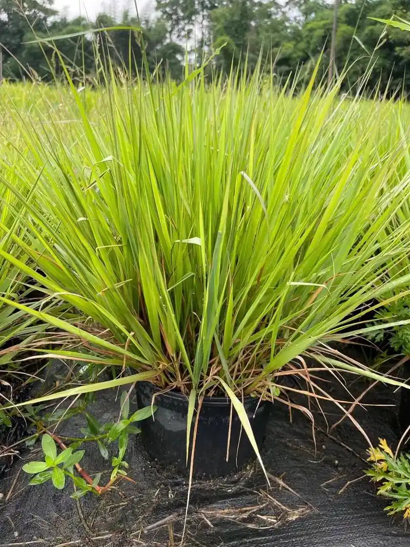 红知风画眉草,小盼草,小兔子狼尾草, 糖蜜草,灯芯草,迷迭 - 抖音