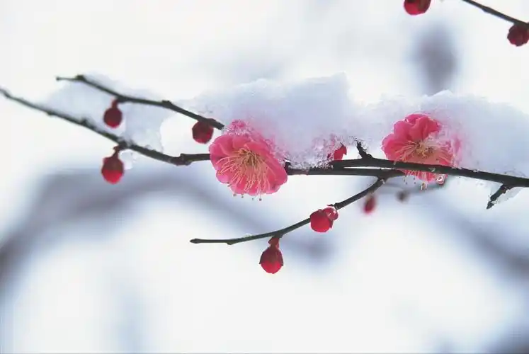 最美梅花诗词大全(有关梅花的唯美诗句)