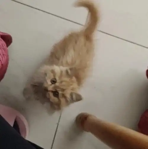 图1是猫妈妈小时候,长的好看的,长毛,有白围脖白手套,很亲人很招人