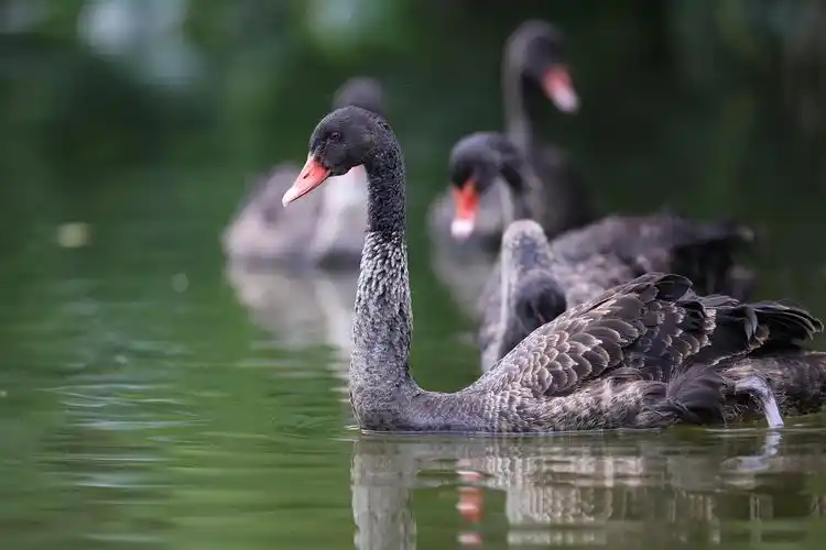 6月8日,黑天鹅在湖水中游弋.