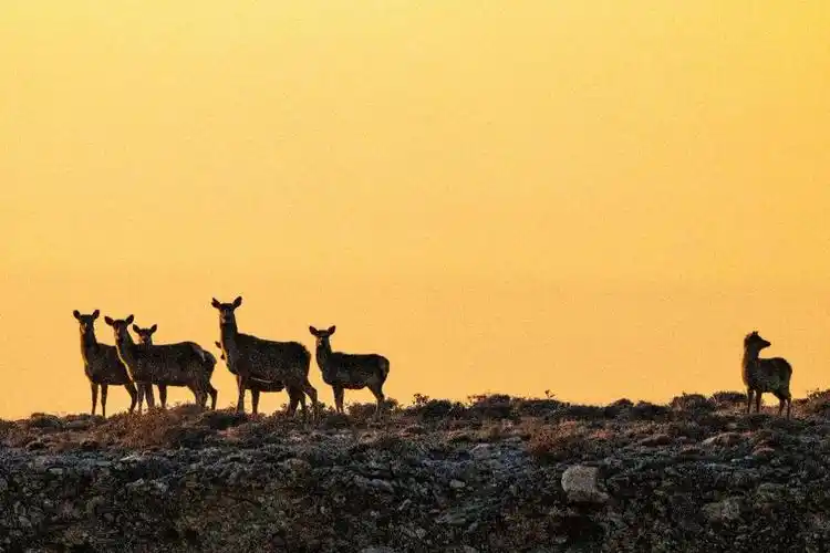 朝阳下的贺兰山马鹿群 - chinadaily.com.cn