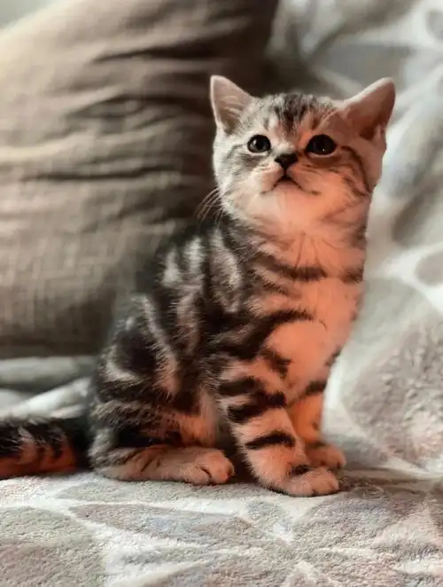 西安美短虎斑小虎斑标斑敲可爱啊蹲家长