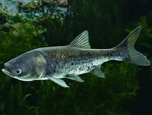 纯野生包头鱼1条