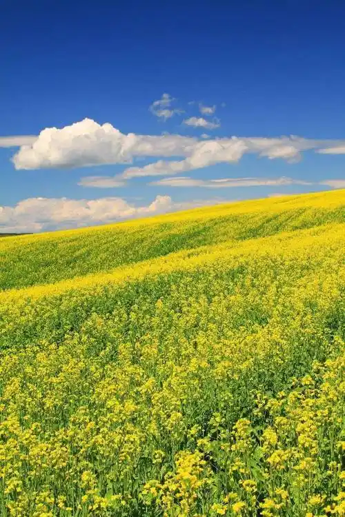 2021年这10个最火赏花地一个也不能错过