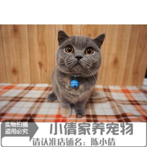 英短蓝猫幼猫活体猫舍出售英国短毛猫纯种宠物猫咪幼崽包子脸q