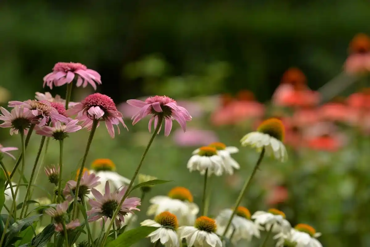 盛夏风景# 徒步旅行,走进大自然,融入其中,与花草共舞,与山水同 ..