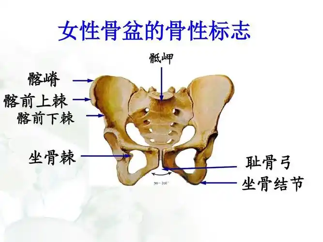 女性骨盆的骨性标志 骶岬 髂嵴 髂前上棘 髂前下棘 坐骨棘 耻骨弓