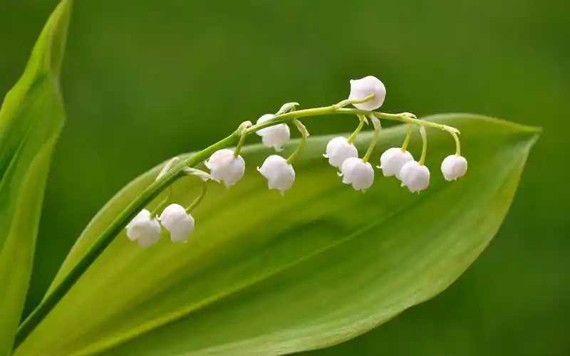 铃兰花风景电脑桌面壁纸