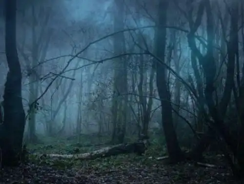 世界上最恐怖的森林排名前十日本的青木原树海排第一