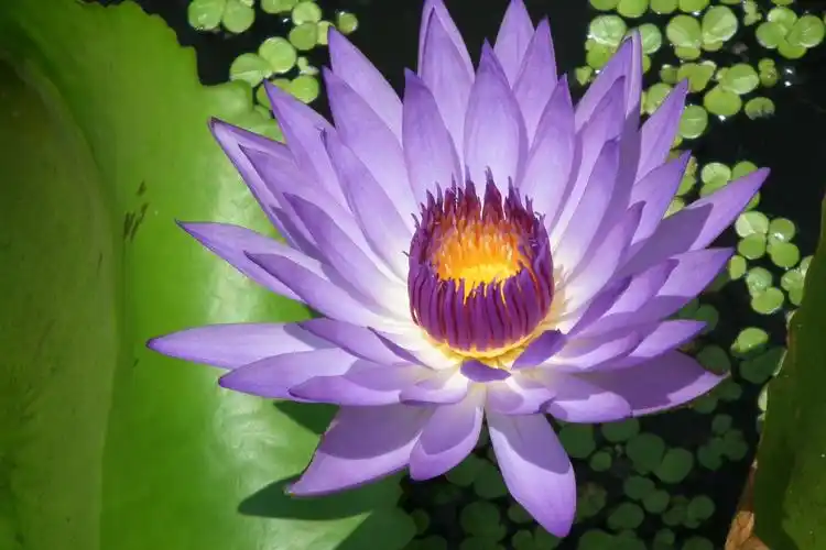 台湾九品香水莲花13606986192的美篇