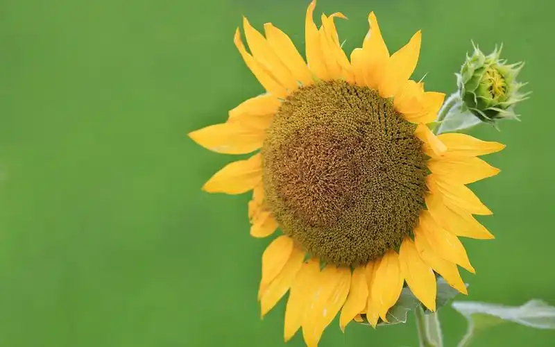 唯美护眼太阳花图片桌面壁纸