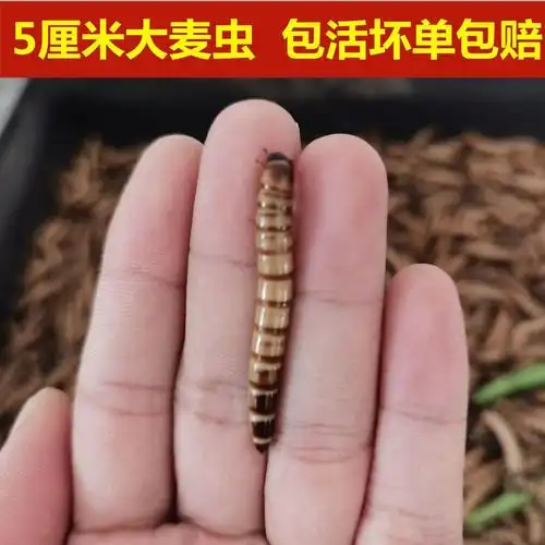 包邮大麦虫活体黄粉虫超级面包包虫钓鱼鸟食宠物爬虫