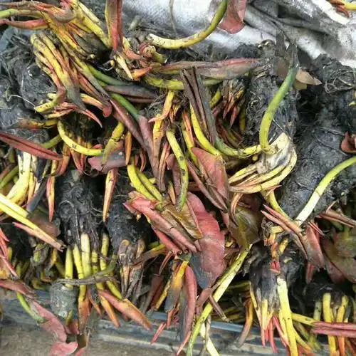 直销大睡莲睡莲根块水生植物迷你睡莲多色睡莲睡莲苗量大优惠