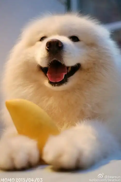 【大菇凉】【世界软肋】萨摩耶 momo @bearsun 可爱 萌宠 狗 动物 呆