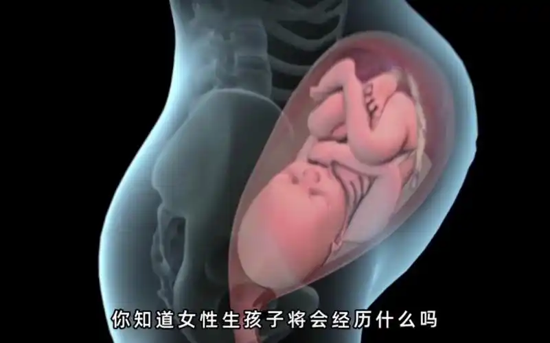 自然分娩宝宝诞生全过程动画演示,妈妈生孩子的艰辛和伟大 .