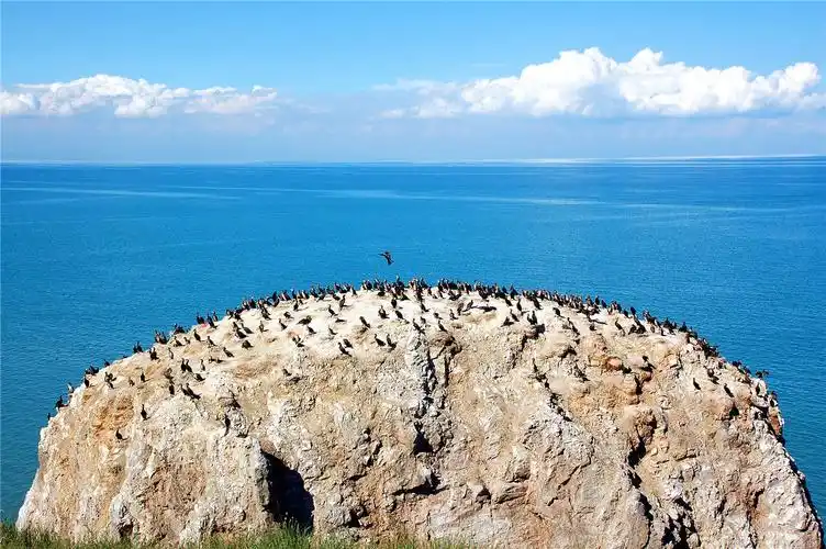 青岛湖鸟岛