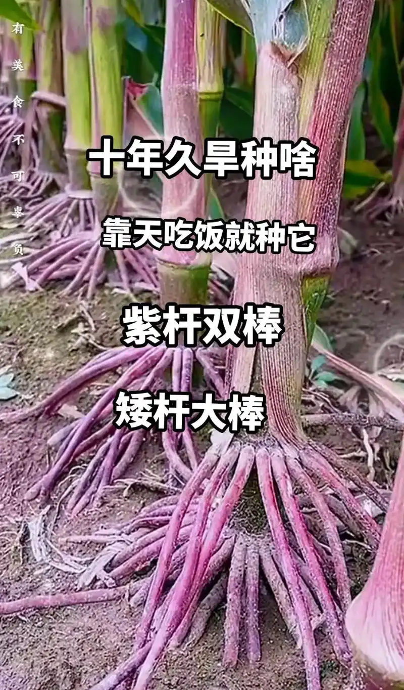 最新国审高产玉米种子 #紫根紫杆高产大棒 #国审矮杆大棒王 - 抖音