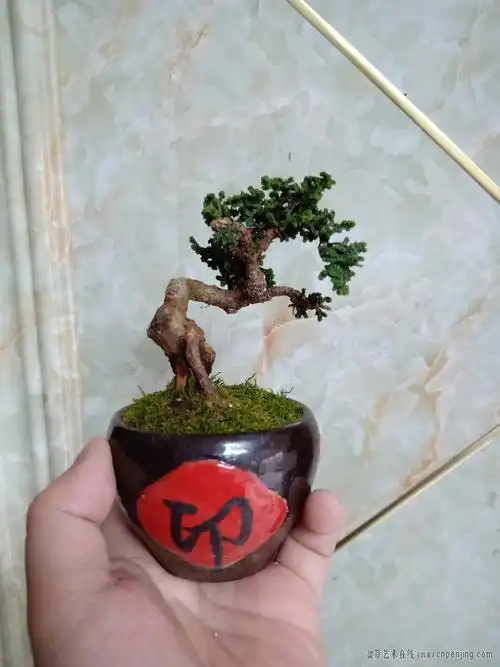 盆景艺术在线-石化桧 - powered by discuz!