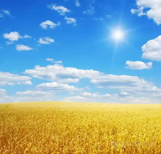 麦田和蓝蓝的天空太阳