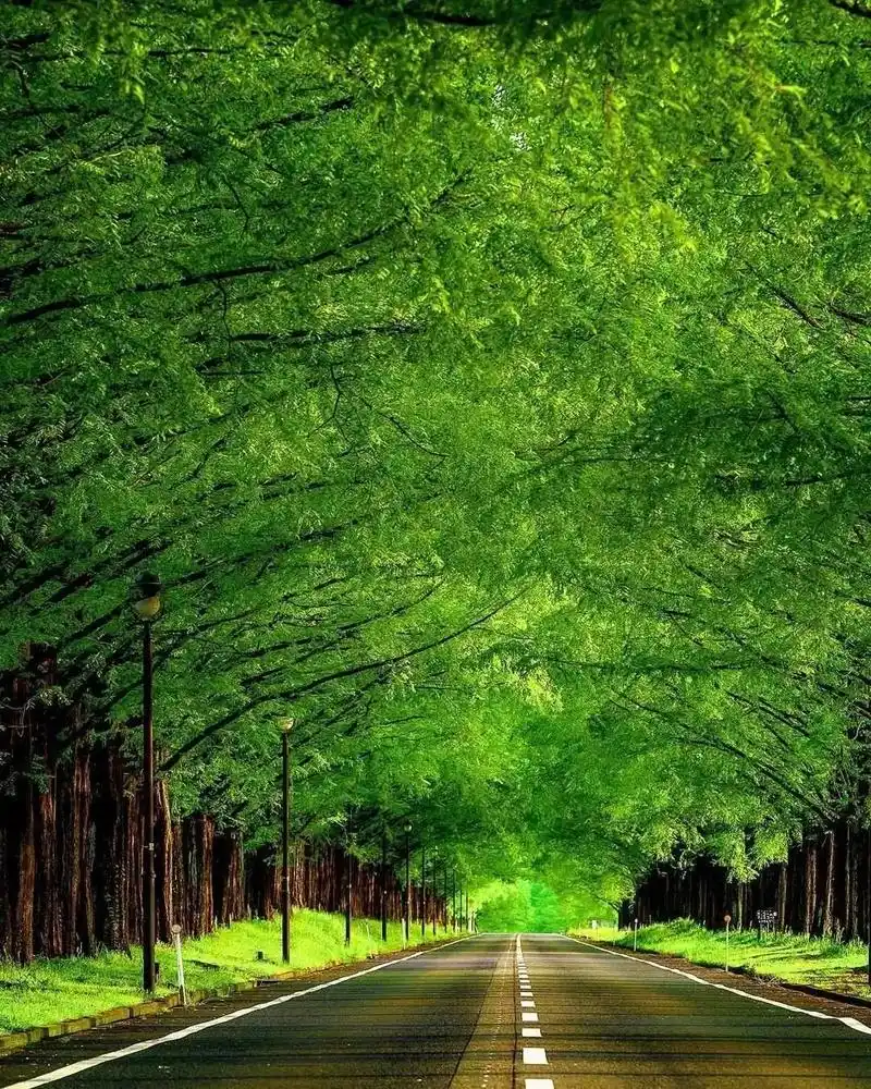 魅力之树,美丽之路,图片来自微信上,一树一路一风景,分享感恩 - 抖音
