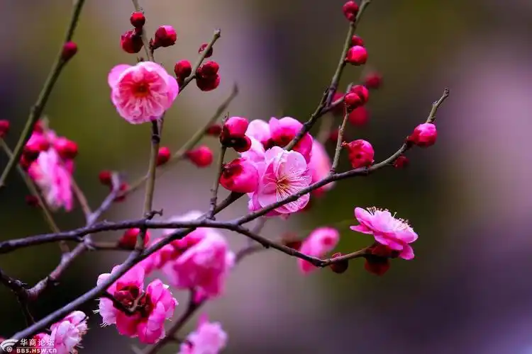 西工大老校园图书馆后面的红梅凌寒盛开