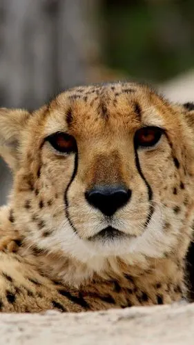 wallpaper cute cheetah, predator, face 3840x2160 uhd 4k picture,