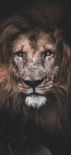 威武雄狮霸气凝视