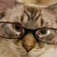 戴眼镜的动物搞笑头像图片小狗狗小猫小羊小猴等更多可爱动物