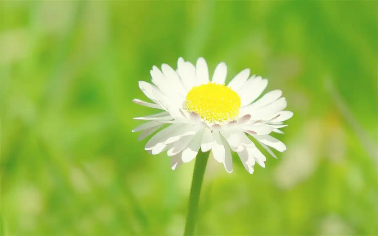 小清新风格静物简洁淡雅桌面壁纸